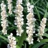 Monroe's White Liriope - Lilyturf - 18 Count Flat Of Pint Pots -Outdoor Garden Store liriope muscari monroes white lily turf 20