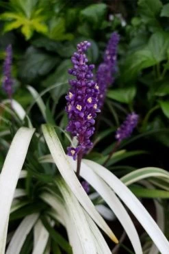 Okina Liriope (Frosted Monkey Grass) - 6 Pack Of 1 Gallon Pots -Outdoor Garden Store liriope muscari okina lilyturf 4