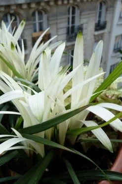 Okina Liriope (Frosted Monkey Grass) - 6 Pack Of 1 Gallon Pots -Outdoor Garden Store liriope muscari okina lilyturf 5