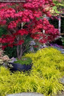 Gold Ingot Liriope (Golden Lilyturf) - 1 Gallon Pot -Outdoor Garden Store liriope muscari peedee ingot golden lilyturf 5