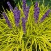Gold Ingot Liriope (Golden Lilyturf) - 1 Gallon Pot -Outdoor Garden Store liriope muscari peedee ingot golden lilyturf 6
