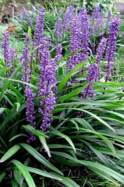 Royal Purple Liriope - Lilyturf - 18 Count Flats Of Pint Pots -Outdoor Garden Store liriope muscari royal purple lilyturf 102