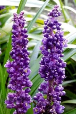 Royal Purple Liriope - Lilyturf - 18 Count Flats Of Pint Pots -Outdoor Garden Store liriope muscari royal purple lilyturf 103