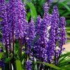 Royal Purple Liriope - Lilyturf - 18 Count Flats Of Pint Pots -Outdoor Garden Store liriope muscari royal purple lilyturf 105
