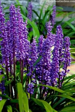 Royal Purple Liriope - Lilyturf - 18 Count Flats Of Pint Pots