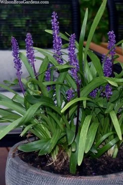 Royal Purple Liriope - Lilyturf - 18 Count Flats Of Pint Pots -Outdoor Garden Store liriope muscari royal purple lilyturf 106