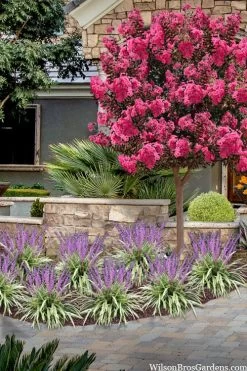 Variegated Liriope (Monkey Grass / Lilyturf) - 6 Pack Of 1 Gallon Pots -Outdoor Garden Store liriope muscari variegata variegated liriope lilyturf 2