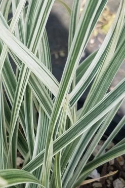 Silver Dragon Liriope - Lilyturf - 6 Pack Of Pint Pots -Outdoor Garden Store liriope spicata silver dragon lilyturf 101