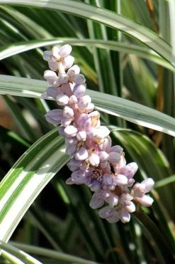 Silver Dragon Liriope - Lilyturf - 6 Pack Of Pint Pots -Outdoor Garden Store liriope spicata silver dragon lilyturf 102