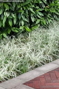 Silver Dragon Liriope - Lilyturf - 6 Pack Of Pint Pots -Outdoor Garden Store liriope spicata silver dragon lilyturf 106