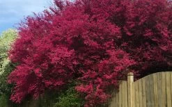 Zhuzhou Loropetalum (Chinese Fringeflower) - 3 Gallon Pot 18 Zhuzhou Loropetalum (Chinese Fringeflower) - 3 Gallon Pot -Outdoor Garden Store loropetalum chinense zhu zhou 100