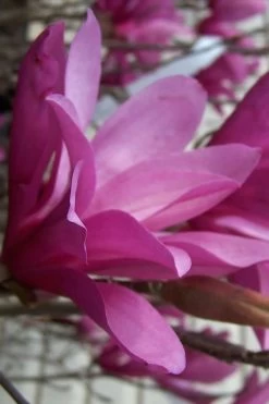 Ann Magnolia Tulip Tree - 2 Gallon Pot 19 Ann Magnolia Tulip Tree - 2 Gallon Pot -Outdoor Garden Store magnolia ann 30