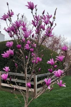 Ann Magnolia Tulip Tree - 5 Gallon Pot 14 Ann Magnolia Tulip Tree - 5 Gallon Pot -Outdoor Garden Store magnolia ann tulip tree 100 1