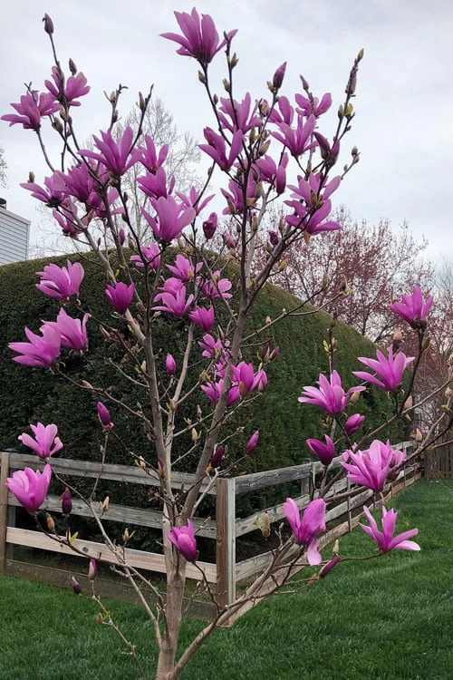 Ann Magnolia Tulip Tree - 2 Gallon Pot 6 Ann Magnolia Tulip Tree - 2 Gallon Pot - Image 4