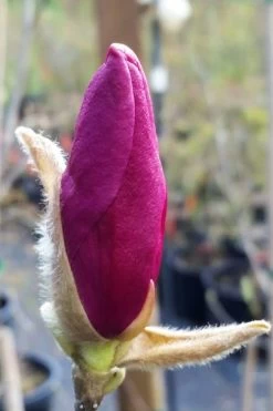 Betty Magnolia Tulip Tree - 1 Gallon Pot 16 Betty Magnolia Tulip Tree - 1 Gallon Pot -Outdoor Garden Store magnolia betty 21