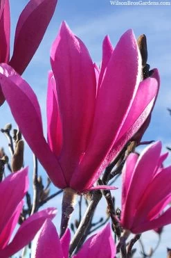 Jane Magnolia Tulip Tree - 7 Gallon Pot (4-5')