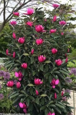 Pink Pyramid Magnolia (Tulip Tree) - 7 Gallon Pot 9 Pink Pyramid Magnolia (Tulip Tree) - 7 Gallon Pot -Outdoor Garden Store magnolia pink pyramid tulip tree 120copy