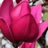 Pink Pyramid Magnolia (Tulip Tree) - 7 Gallon Pot 1 Pink Pyramid Magnolia (Tulip Tree) - 7 Gallon Pot -Outdoor Garden Store magnolia pink pyramid tulip tree 4