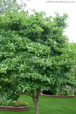 Centennial Blush Star Magnolia - 3 Gallon Pot 12 Centennial Blush Star Magnolia - 3 Gallon Pot -Outdoor Garden Store magnolia stellata 1 2