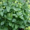 Orange Mint Plant - 4 Pack Of Quart Pots 2 Orange Mint Plant - 4 Pack Of Quart Pots -Outdoor Garden Store mentha piperita citrata orange mint 1