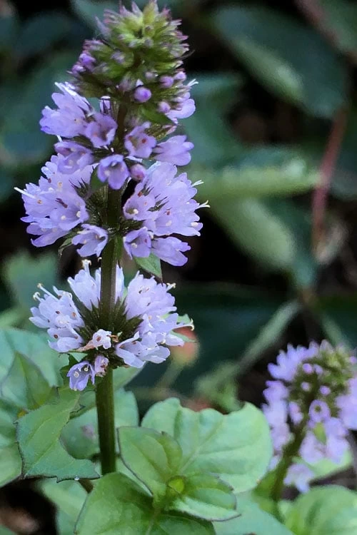 Orange Mint Plant - 4 Pack Of Quart Pots 6 Orange Mint Plant - 4 Pack Of Quart Pots - Image 4