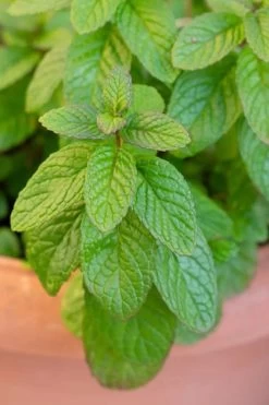 The Best Spearmint (Mentha Spicata 'Mint The Best)) - 6 Pack Of Pint Pots -Outdoor Garden Store mentha spicata mint the best spearmint 1