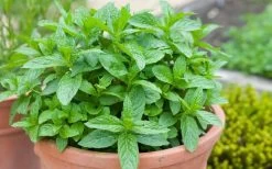 The Best Spearmint (Mentha Spicata 'Mint The Best)) - 6 Pack Of Pint Pots -Outdoor Garden Store mentha spicata mint the best spearmint 2