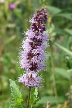 The Best Spearmint (Mentha Spicata 'Mint The Best)) - 6 Pack Of Pint Pots -Outdoor Garden Store mentha spicata mint the best spearmint 4