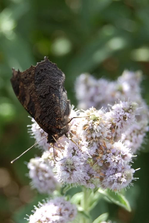 Mojito Mint Plant - 6 Pack Of Pint Pots 6 Mojito Mint Plant - 6 Pack Of Pint Pots - Image 4