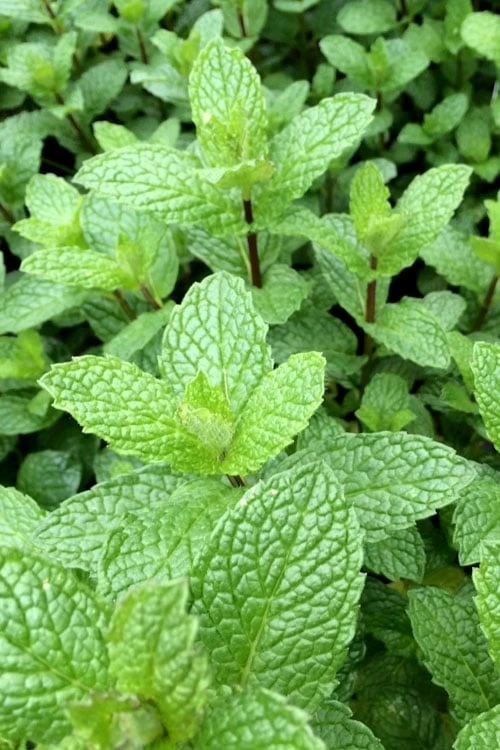 Mojito Mint Plant - 6 Pack Of Pint Pots 7 Mojito Mint Plant - 6 Pack Of Pint Pots - Image 5