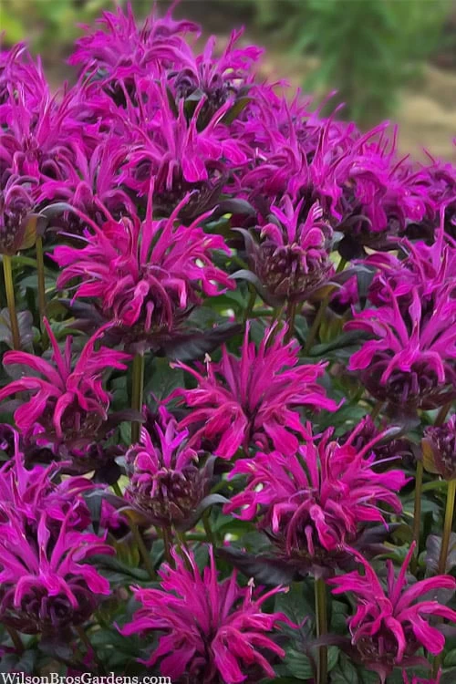 Rockin' Raspberry Bee Balm (Monarda) - 1 Gallon Pot 3 Rockin' Raspberry Bee Balm (Monarda) - 1 Gallon Pot