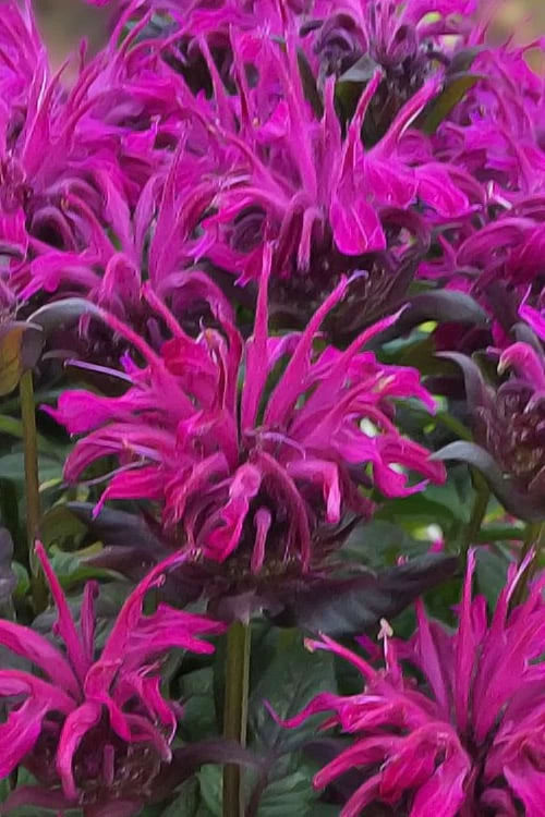 Rockin' Raspberry Bee Balm (Monarda) - 1 Gallon Pot 7 Rockin' Raspberry Bee Balm (Monarda) - 1 Gallon Pot - Image 5