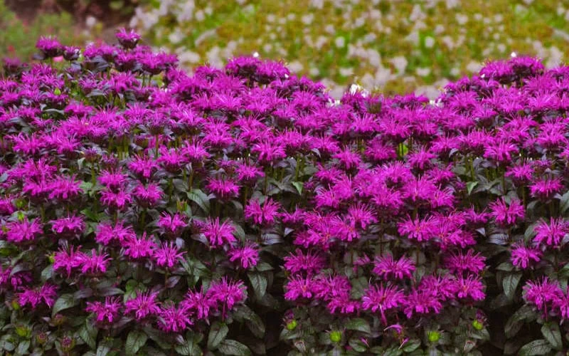Rockin' Raspberry Bee Balm (Monarda) - 1 Gallon Pot 6 Rockin' Raspberry Bee Balm (Monarda) - 1 Gallon Pot - Image 4