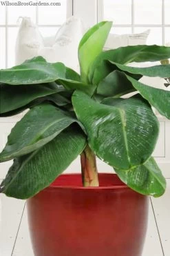 Little Prince Banana Plant - 1 Gallon Pot 9 Little Prince Banana Plant - 1 Gallon Pot -Outdoor Garden Store musa little prince dwarf banana plant 1