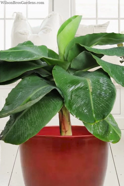 Little Prince Banana Plant - 1 Gallon Pot 6 Little Prince Banana Plant - 1 Gallon Pot - Image 4