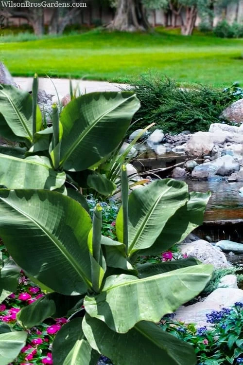 Little Prince Banana Plant - 1 Gallon Pot 3 Little Prince Banana Plant - 1 Gallon Pot