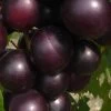 Jumbo Black Muscadine Grape Vine - 6 Pack Of 1 Gallon Pots -Outdoor Garden Store muscadine jumbo 100