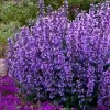 Cats Pajamas Catmint - 1 Gallon Pot 2 Cats Pajamas Catmint - 1 Gallon Pot -Outdoor Garden Store nepeta cats pajamas catmint 22