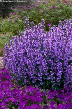 Cats Pajamas Catmint - 1 Gallon Pot