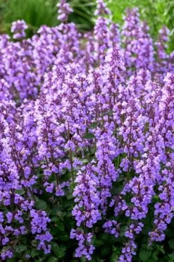 Cats Pajamas Catmint - 1 Gallon Pot 11 Cats Pajamas Catmint - 1 Gallon Pot -Outdoor Garden Store nepeta cats pajamas catmint 3