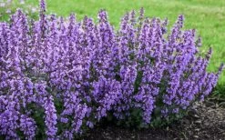 Cats Pajamas Catmint - 1 Gallon Pot 10 Cats Pajamas Catmint - 1 Gallon Pot -Outdoor Garden Store nepeta cats pajamas catmint 4