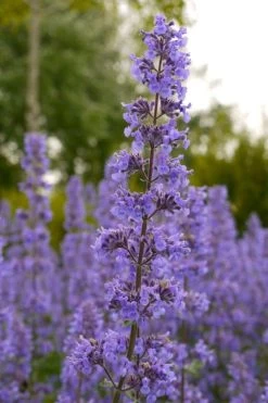 Summer Magic Catmint (Nepeta Grandiflora) - 1 Gallon Pot 11 Summer Magic Catmint (Nepeta Grandiflora) - 1 Gallon Pot -Outdoor Garden Store nepeta grandiflora summer magic catmint 1 1