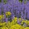 Summer Magic Catmint (Nepeta Grandiflora) - 6 Pack Of 1 Gallon Pots 1 Summer Magic Catmint (Nepeta Grandiflora) - 6 Pack Of 1 Gallon Pots -Outdoor Garden Store nepeta grandiflora summer magic catmint 2