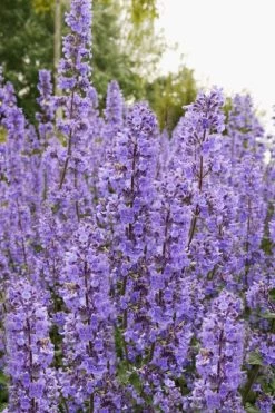 Summer Magic Catmint (Nepeta Grandiflora) - 1 Gallon Pot 12 Summer Magic Catmint (Nepeta Grandiflora) - 1 Gallon Pot -Outdoor Garden Store nepeta grandiflora summer magic catmint 3 1