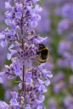 Summer Magic Catmint (Nepeta Grandiflora) - 1 Gallon Pot 13 Summer Magic Catmint (Nepeta Grandiflora) - 1 Gallon Pot -Outdoor Garden Store nepeta grandiflora summer magic catmint 4 1