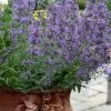 Little Trudy Catmint - 5 Pack Of Quart Pots 2 Little Trudy Catmint - 5 Pack Of Quart Pots -Outdoor Garden Store nepeta little trudy catmint 11