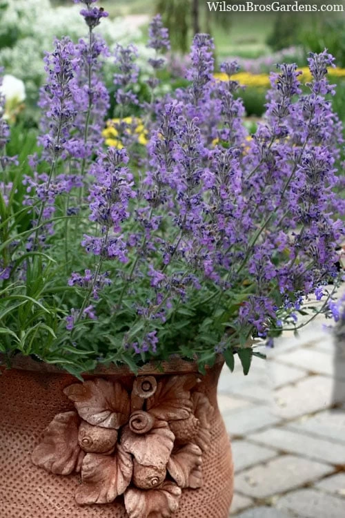 Little Trudy Catmint - 5 Pack Of Quart Pots 3 Little Trudy Catmint - 5 Pack Of Quart Pots
