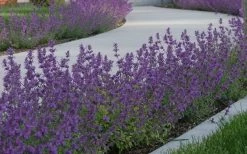 Little Trudy Catmint - 5 Pack Of Quart Pots 12 Little Trudy Catmint - 5 Pack Of Quart Pots -Outdoor Garden Store nepeta little trudy catmint 5