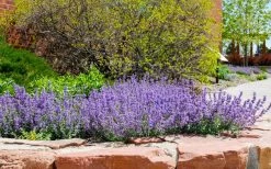 Little Trudy Catmint - 5 Pack Of Quart Pots 11 Little Trudy Catmint - 5 Pack Of Quart Pots -Outdoor Garden Store nepeta little trudy catmint 8