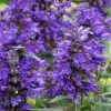 Neptune Catmint (Nepeta) - 1 Gallon Pot 2 Neptune Catmint (Nepeta) - 1 Gallon Pot -Outdoor Garden Store nepeta neptune catmint 6